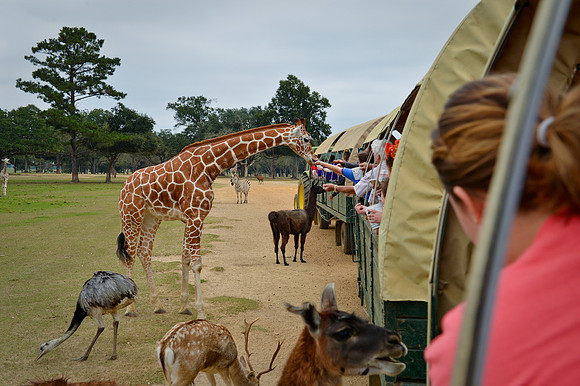 GlobalWildlife-0530