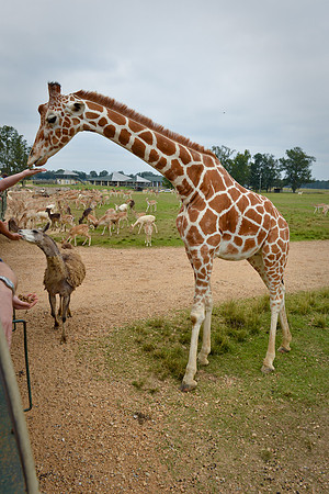 GlobalWildlife-0520