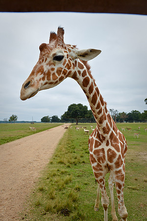 GlobalWildlife-0518