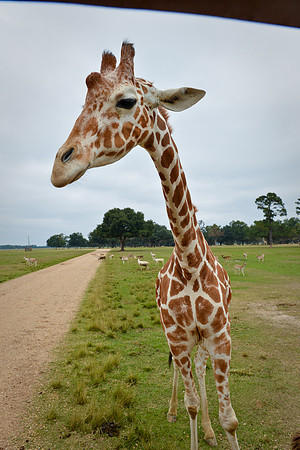 GlobalWildlife-0517