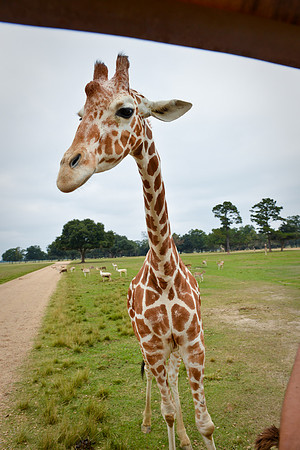 GlobalWildlife-0516