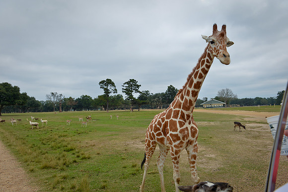 GlobalWildlife-0511