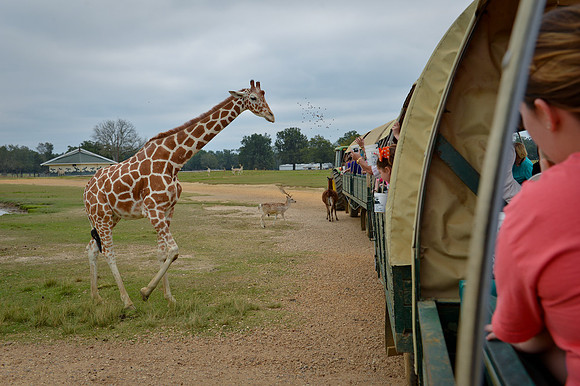 GlobalWildlife-0503
