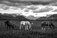 Kananaskas Valley Horses