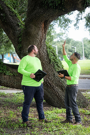 TreeMasters_DH-11