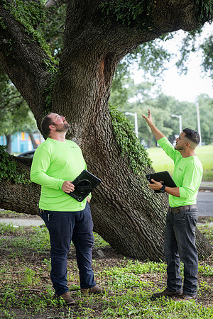 TreeMasters_DH-12